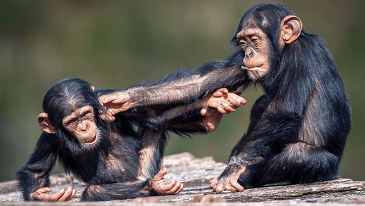 Do Apes Have Humor? Turns Out They Love To Tease