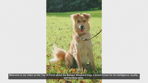 Top 10 Fascinating Facts About the Basque Shepherd Dog