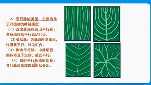 植物的叶序与叶脉
