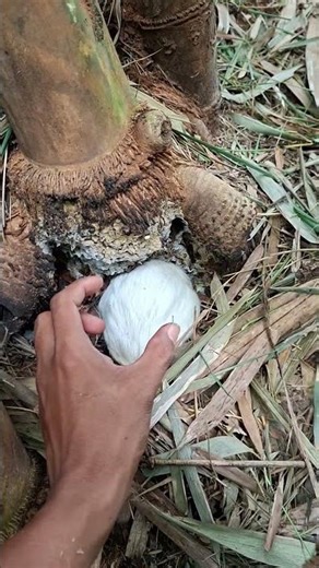 this animal is playing with a trumpet #vidioshort #nature