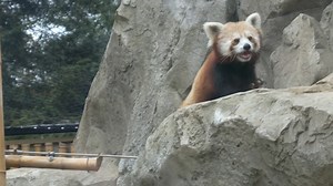 On this episode of #VIAShortTakes, spend a fun day at the Lehigh Valley Zoo! Explore this fascinating zoo with over 300 animals that include the rare Red Pandas from Asia, Lemurs from Madagascar, and Kangaroos from Australia. Watch the feeding of the comical Penguins and you can feed Joshua, the Masai Giraffe from Africa. | WVIA