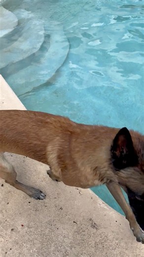 Pool time | Omar and Monkey