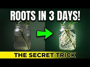 The Secret Trick to Root Cuttings in Water FAST (Days, Not Weeks!)