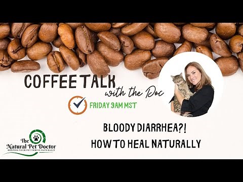 Home Remedies to Naturally Treat Bloody Diarrhea in Dogs and Cats with Holistic Veterinarian