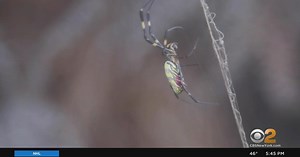 Joro spiders expected to make their way up and down U.S. East Coast