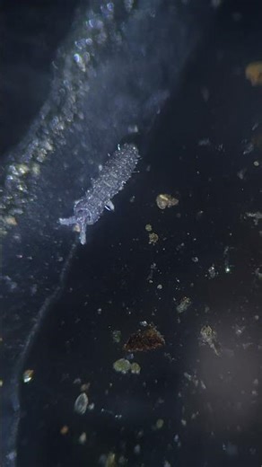 Springtail Going For a Walk! Name it! #microscope