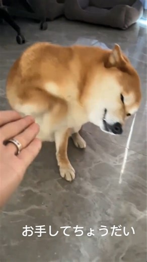 「けげんそうなももお手して納得」#飼い主 🙎#柴犬もも 🐶💦