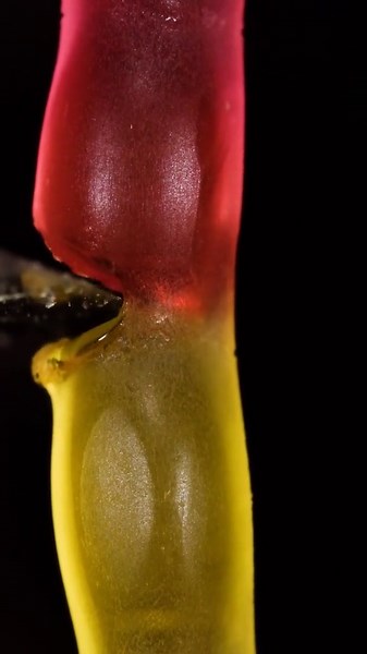 Satisfying Macro: Gummy Worm Up Close
