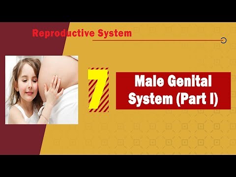 𝟎𝟕. 𝐌𝐚𝐥𝐞 𝐆𝐞𝐧𝐢𝐭𝐚𝐥 𝐒𝐲𝐬𝐭𝐞𝐦 (𝐏𝐚𝐫𝐭 𝐈) & ♂️👨🚹 (1️⃣الجهاز التناسلي الذكري)
