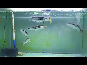 Baby Snakehead Feeding (Channa Micropeltes)