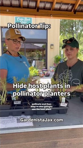 Hide host plants in pollinator planters!
