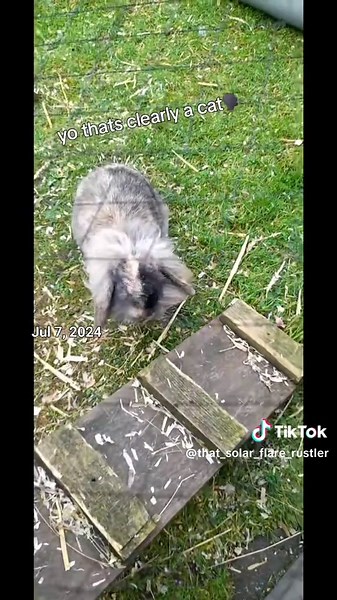 that_green_himoto_bowie op TikTok