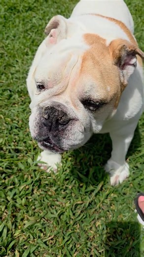 Mandy has something to say... Translation: please log on and do surveys. Wez hungee https://programs.hundredx.com/givewithoutspending Click the link, sign up and raise money for these house hippos! | Bullies 2 The Rescue