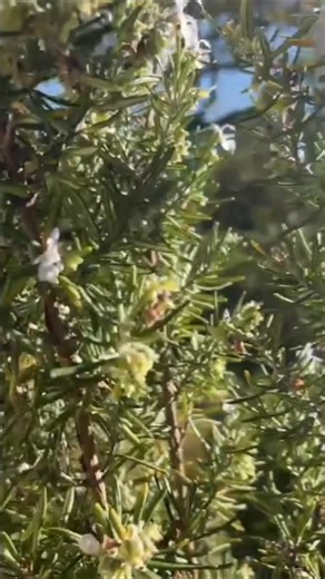 Eneas und die Heilpflanzen on Instagram: "Schmerzmittel unterdrücken Symptome. Heilpflanzen setzen früher an: Entzündung, Durchblutung, Nervenreizungen, Regeneration. Viele klassische Arzneistoffe stammen ursprünglich aus Pflanzen – heute isoliert, hochdosiert und oft mit Nebenwirkungen. Heilpflanzen wirken komplexer, regulierend und sind bei richtiger Anwendung besser für eine langfristige Nutzung geeignet. #heilpflanzen #naturheilkunde #schmerzfrei #entzündung #ganzheitlich #pflanzenwissen #al