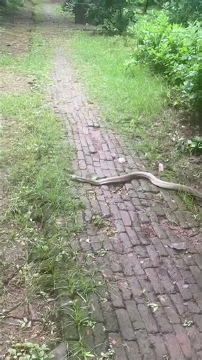 Indian Spectacled Cobra Crossing the Path 🐍