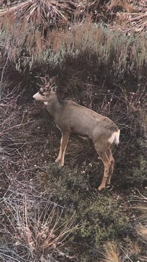 One of the smallest 4 points! Use discount code: TURCO to save on ‪@ollinco‬ digiscoping products!