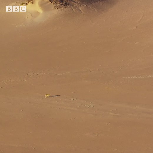 Lions go on the hunt in the Namib desert in Southwest Africa, the oldest dessert in the world 🦁 Hunting for prey is especially difficult here. ▶️ Stream BBC's Planet Earth II on discovery links.discoveryplus.com/nature | Discovery