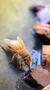 196K views · 644 reactions | Our bee spy Mira left a plate out in her garden and overnight it rained. The bees then started using the plate to collect water. So she added some wood chip for the bees to stand on so they wouldn’t drown. She decided to make it into a permanent bee watering station even though it was one of the only two plates in her caravan home!   Beehives need a source of water nearby but not too close. About 5-6 meters away is good. | Flow Hive | Facebook