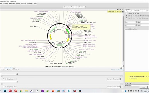 【手把手教你克隆2】Infusion Cloning, Gibson assembly，无缝克隆，多片段连接【订正看置顶评论】