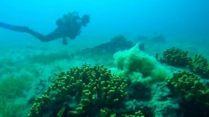 Divers go deep into the Adriatic Sea to flee heat