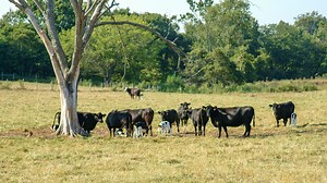 Pasture, Rangeland and Forage Rainfall Index Insurance: A Risk Management Tool for Livestock and Forage Producers - farmdoc