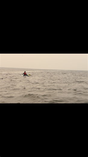 Erin Greene on Instagram: "Beluga whales communicate with a multitude of sounds. They can mimic sounds they hear and have been documented speaking ‘dolphin’ as well as learning human words. Sometimes they vocalize outside of the water as we can hear in this video and it is believed that the sounds we hear outside the water are different than those we hear underwater. The area in which we paddle is located right next to the rail line and the theory is that this particular whale was mimicking the 