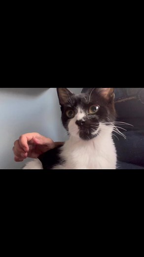 🐈‍⬛🐈💔😿this boy looking for a home - he is super loving and very cute young guy 🐈‍⬛💔😿🆘 | Tiny Whiskers Kitten Rescue