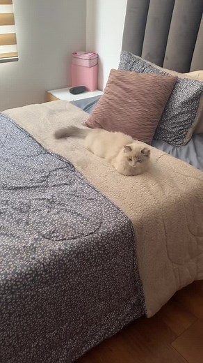 Playful Ragdoll Cat - Funny Cat Videos