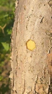 27K views · 47 reactions | Creative Garden Tricks | Crafty Panda How | Facebook