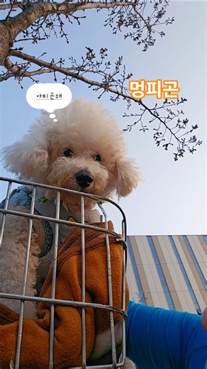 😵‍💫노령견에게 장시간 산책은 피해주세요 #shorts #애견영상 #말하는강아지 #puppy