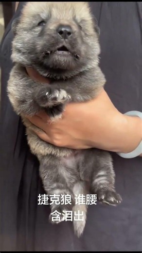 World's Most Wolf-Like Dog: Czech Wolfhound
