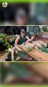 Discover the captivating Paraiso Verde, a stunning climbing philodendron with gorgeous colors! I'll explore its unique leaf patterns and growth habits, comparing it to the impressive Philodendron Jose Buono. Learn about this beautiful plant and how it can add a touch of green to your space! | Kevin Torres