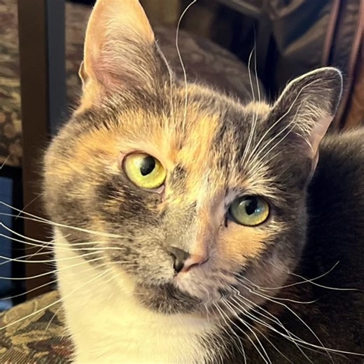 It's Nine Lives Gala week! Here's a message from Pat Cashm—oops, we mean "Catmandu," who is totally a real talking cat and not a mouthpiece for our auction host, Pat Cashman. | Seattle Area Feline Rescue