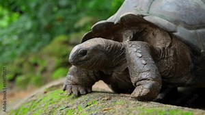 Video of incredible land turtles from a botanical garden in Victoria on Mahe island in Seychelles. Footage filmed with a camera on a gimbal moving cinematically. Filmed on a beautiful contrasty day.