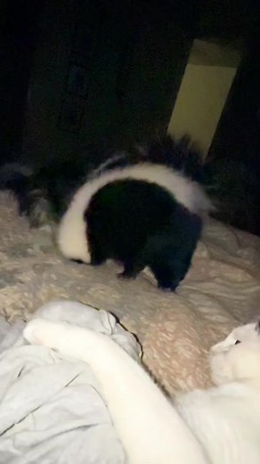 Squirt the adorable skunk does not live in the house but he does get to enjoy some quality time with his friends ( he especially loves Pickle ) #skunks #cuteanimals #animalvideos #animalfriends | Yetitheabominable