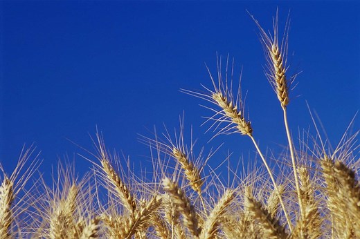 Is American Wheat Different Than European Wheat?