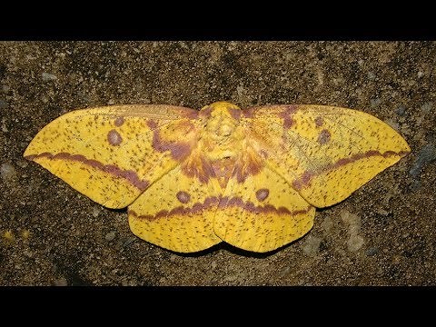 Imperial Moth Life Cycle