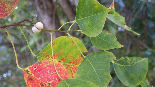 Invasive plants are a problem in Florida. Here's how you can identify them in your yard