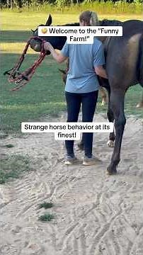 🤪 Welcome to the Funny Farm where every horse loves a good belly scratching! #horse