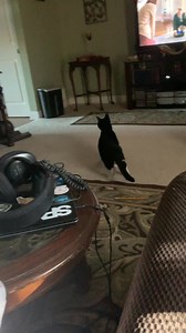 Mele (May-Lay) thinks she’s a dog | Kenneth Sean Finch | Facebook