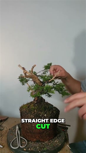 Bonsai Jin Creation Secrets: Make Your Bonsai Tree Look Natural
