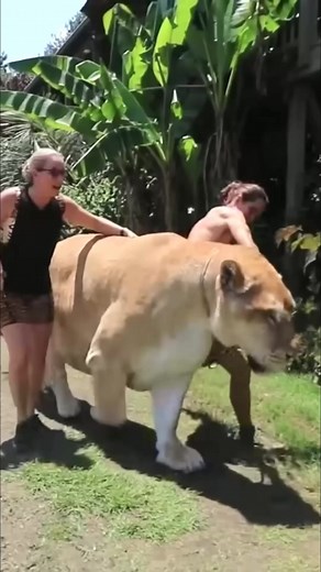 131K views · 1.5K reactions | Liger ｜ The Monster Hybrid Animal #liger #animal #wildlife #documentary | Nature Lens | Facebook