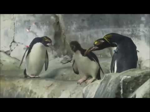 Macaroni Penguin Chick's First Swim