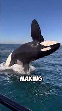 Unbelievable Orca Hunting Skills Caught on Camera 😱