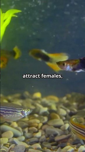 Interesting Breeding Behavior of Guppies #guppies