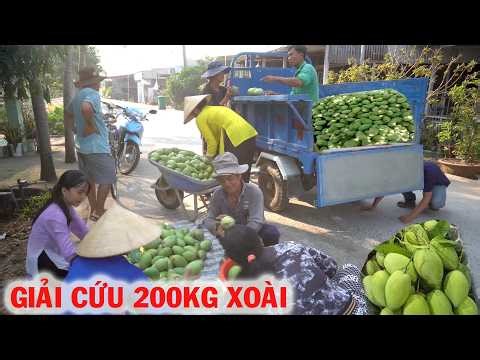 Ông 9 Vui Mừng Không Nói Nên Lời được Anh Chị Joe Trinh giúp Mua 200Kg Xoài tặng Cơ Sở Từ Thiện