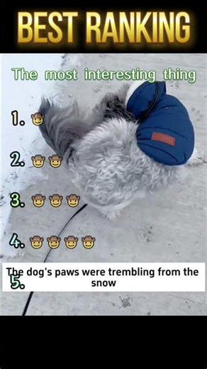 The snow turned every dog ​​into a chaotic machine running at full speed🐶❄️#dog #funny #fyp #foryou