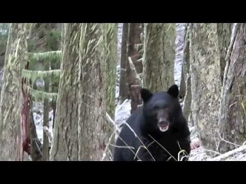 Black Bear charging Hunter