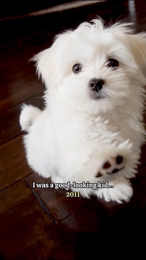 Cheer for your senior, still pawfect in every way❤️ #maltese #dog #doglover #doglife #doggo #dogsofinstagram #malteseofinstagram #dogreels #fblifestyle | Maltese Angels - A-Rod and Bailey