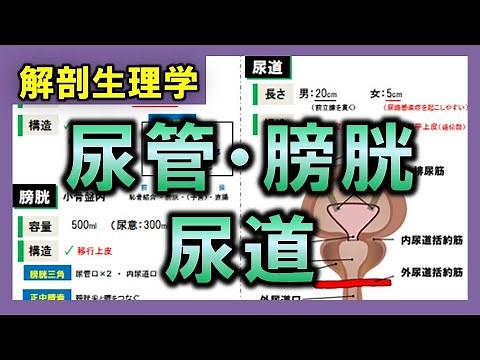 【解剖生理学（泌尿器系）】尿管・膀胱・尿道：リメイクver.
